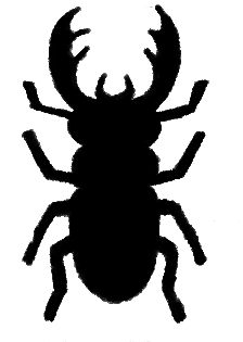 beetle1