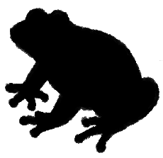 frog1