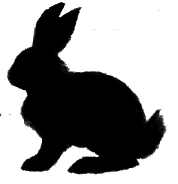 rabbit1